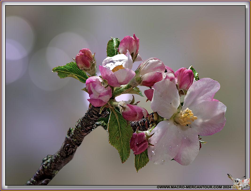 101-FleurPommier-15-03971-HF-D-copie